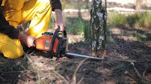 Reliable Country Lake Estates, NJ Tree Care Services Solutions