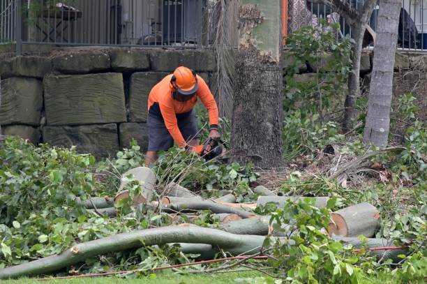 How Our Tree Care Process Works  in  Country Lake Estates, NJ