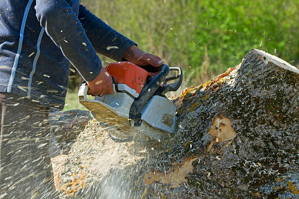 Best Hedge Trimming  in Country Lake Estates, NJ